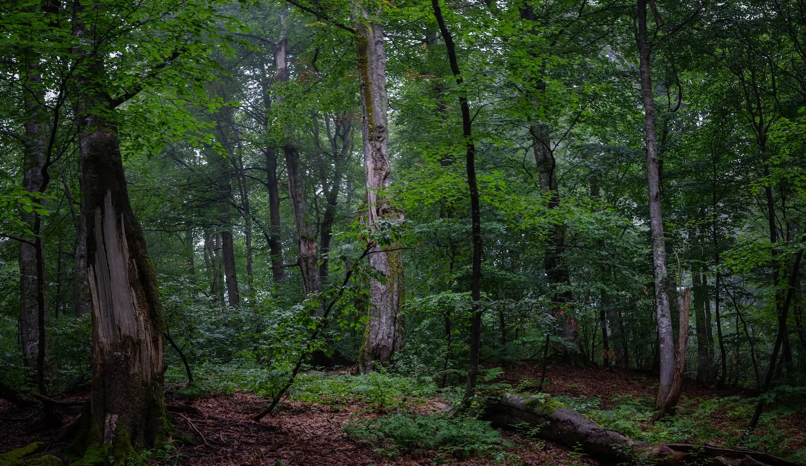 Le bois de hêtre, les différents types de bois utilisés pour les parquets