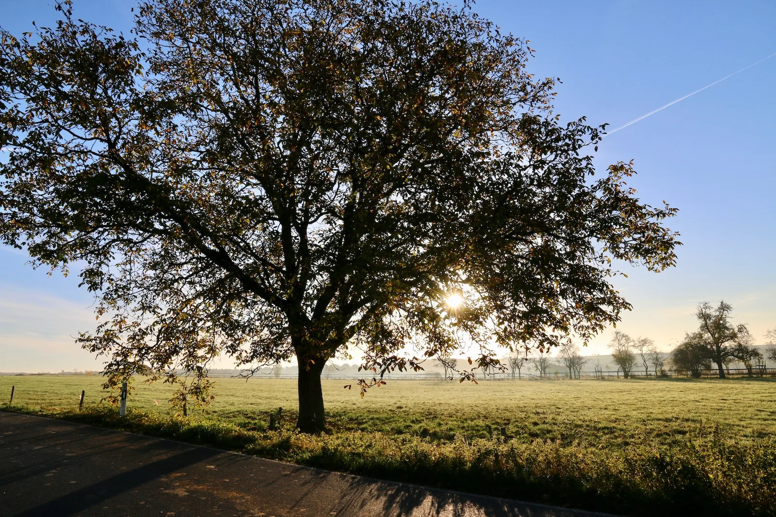 Le chêne, un classique en France